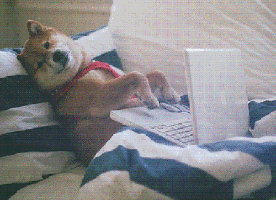 dog-typing-on-laptop Dog typing on laptop